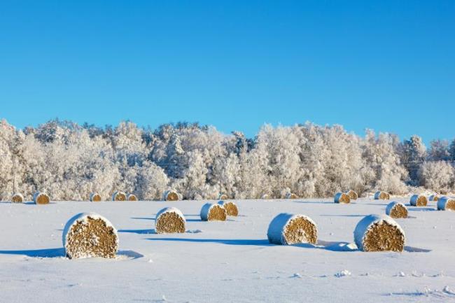 सबसे सुंदर सर्दियों की छवियों का संग्रह