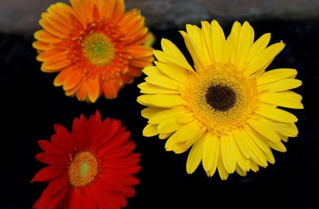 Summary of the most beautiful gerbera pictures