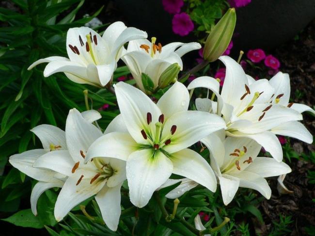 Ringkasan bunga lili putih paling indah