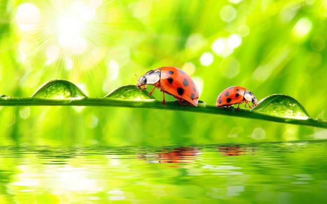 Collection of the cutest ladybug wallpapers