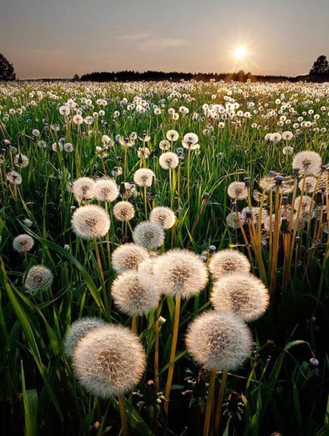 Beautiful dandelion flower pictures