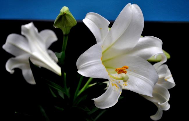 Summary of the most beautiful white lilies