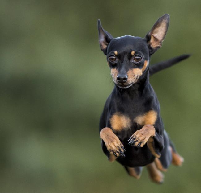 Zbiór najpiękniejszych zdjęć psów Phoc