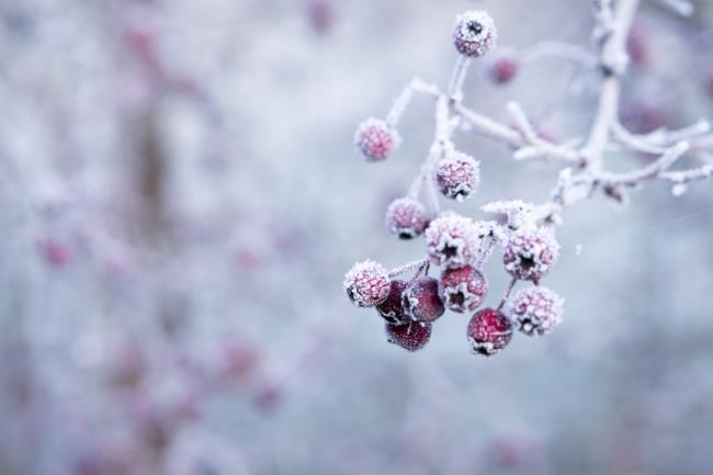 सबसे सुंदर सर्दियों की छवियों का संग्रह