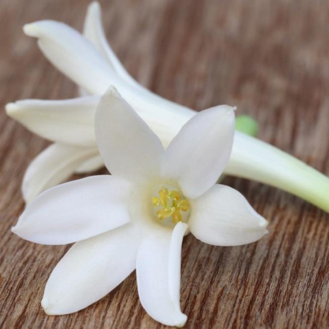 Ringkasan bunga lili putih paling indah