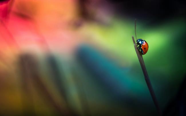 Koleksi wallpaper ladybug paling lucu