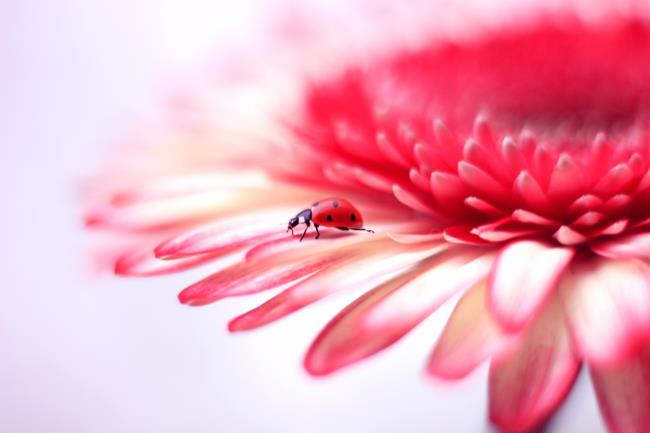 Koleksi wallpaper ladybug paling lucu