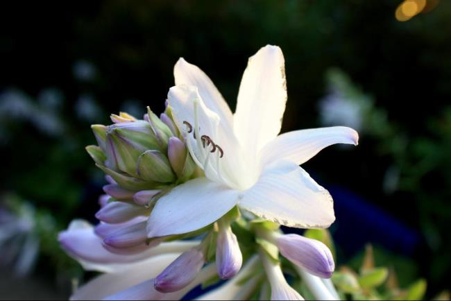 Сводка самых красивых белых лилий