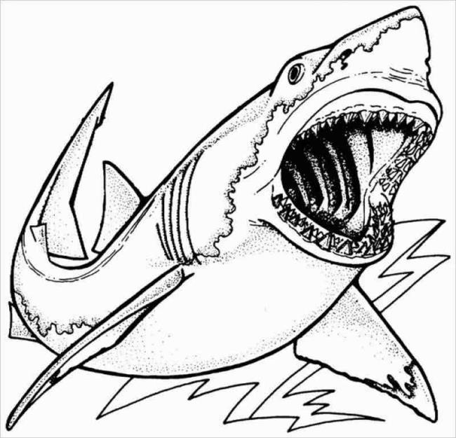 Collection of beautiful shark coloring pictures