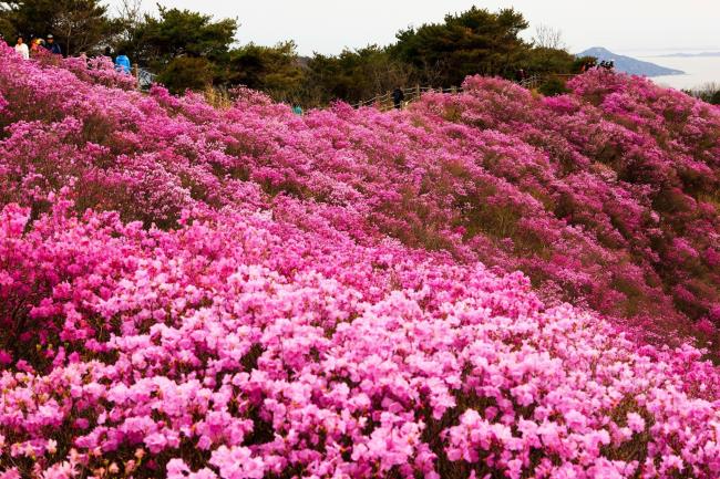 Sammlung der schönsten Waldazaleenblüten