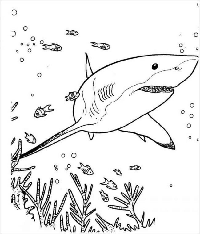 Collection of beautiful shark coloring pictures