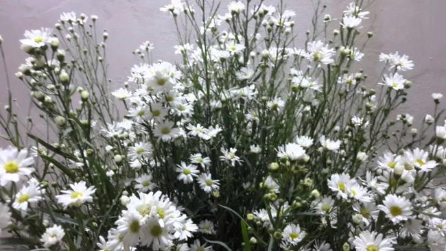 Bunga heather putih yang cantik