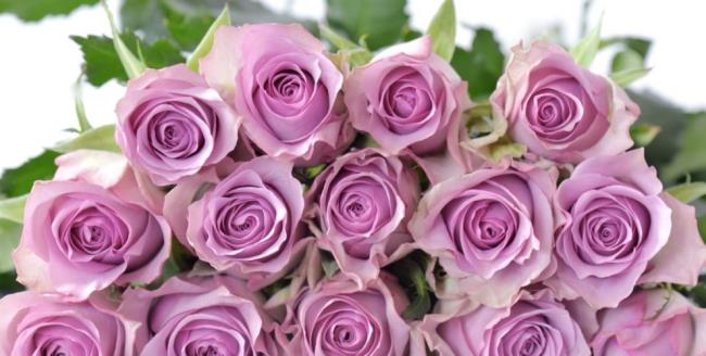 Collection des plus belles photos de roses violettes