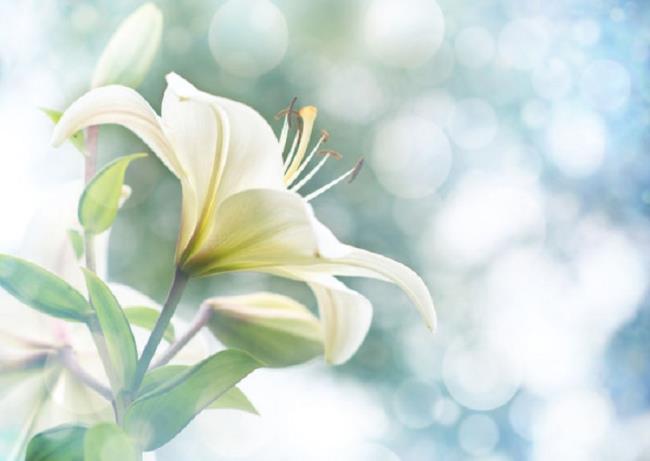 Zusammenfassung der schönsten weißen Lilien