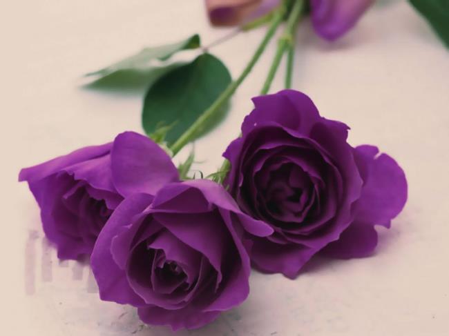 最美麗的紫色玫瑰圖片集