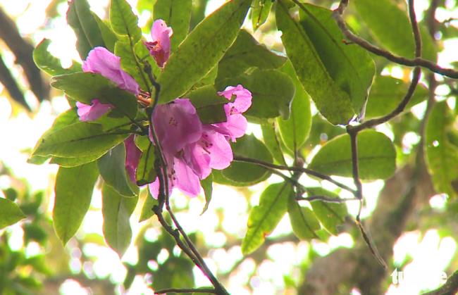 Koleksi bunga azalea hutan yang paling indah