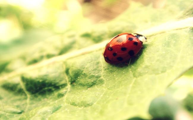 Koleksi wallpaper ladybug lucu
