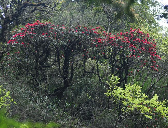 Verzameling van de mooiste bos azalea bloemen