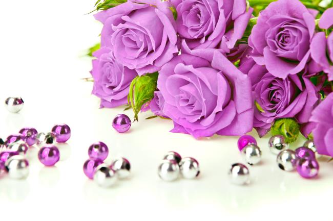 Collection des plus belles photos de roses violettes