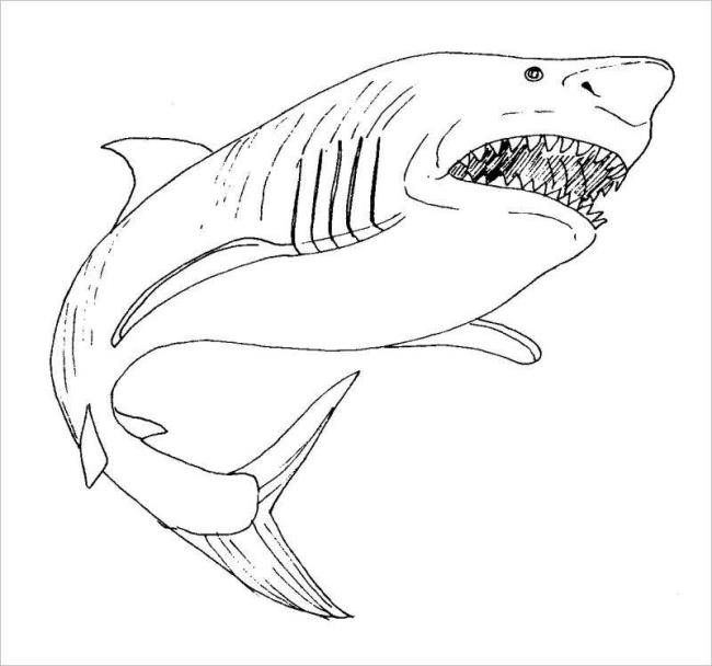 Collection of beautiful shark coloring pictures