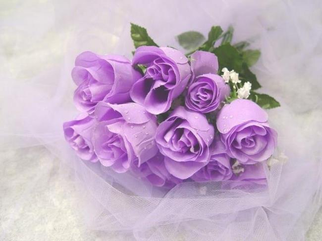 Collection des plus belles photos de roses violettes