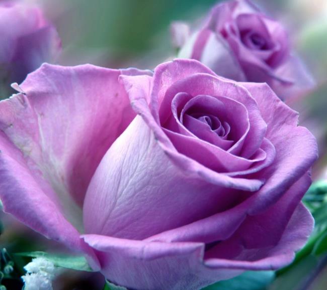 Collection des plus belles photos de roses violettes