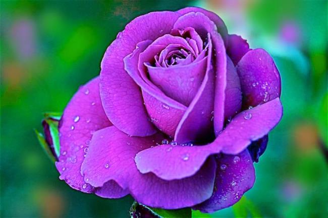 Collection des plus belles photos de roses violettes