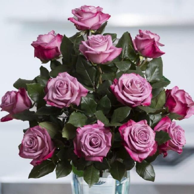 Collection des plus belles photos de roses violettes