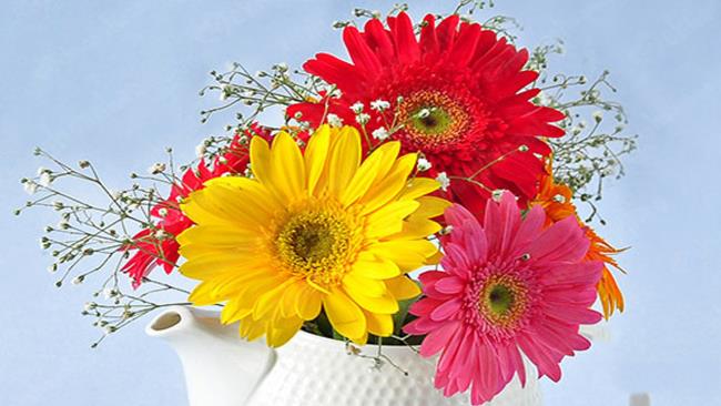 Summary of the most beautiful gerbera pictures