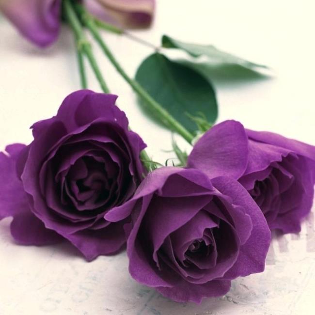 Collection des plus belles photos de roses violettes