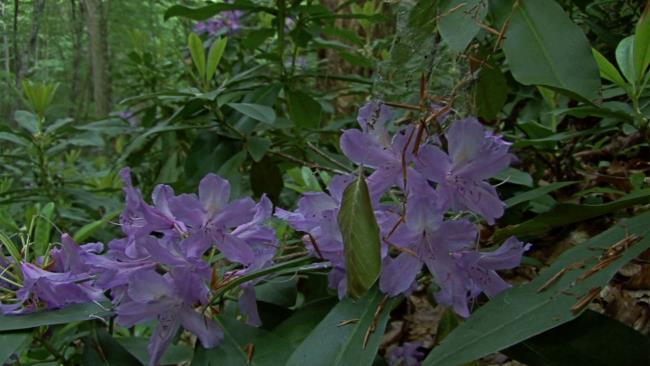 Raccolta dei più bei fiori di azalea della foresta