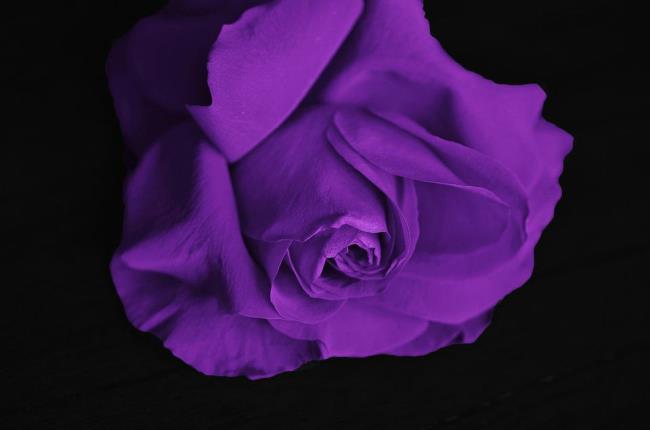 Collection des plus belles photos de roses violettes