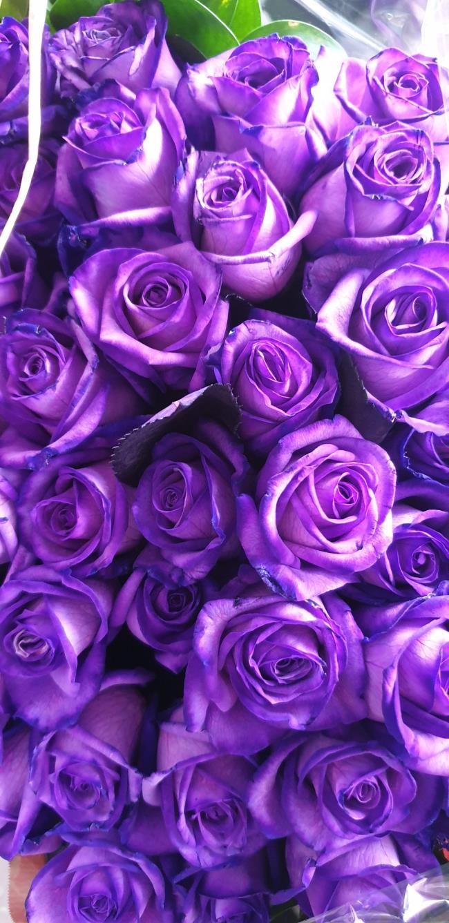 Raccolta delle più belle immagini di rose viola