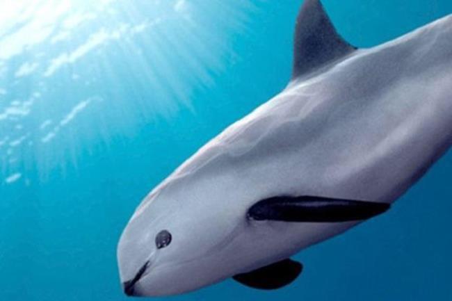 Vaquita dolphins used as a beautiful wallpaper