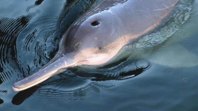 دلفین های Vaquita که به عنوان تصویر زمینه زیبا مورد استفاده قرار می گیرند