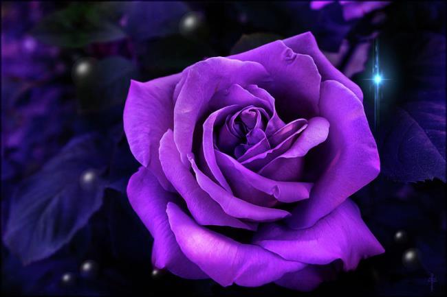 Collection des plus belles photos de roses violettes