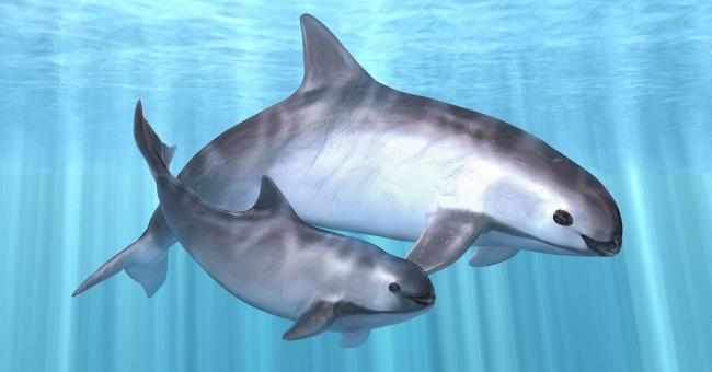 Golfinhos Vaquita usados ​​como um lindo papel de parede