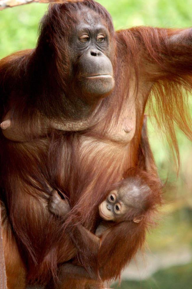 Images of orangutans used as a beautiful wallpaper