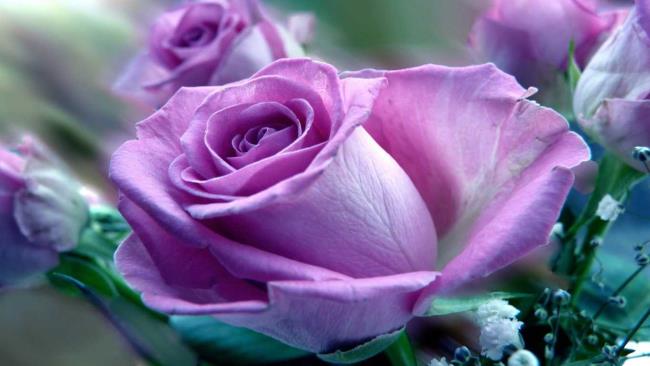 Koleksi gambar mawar ungu yang paling indah