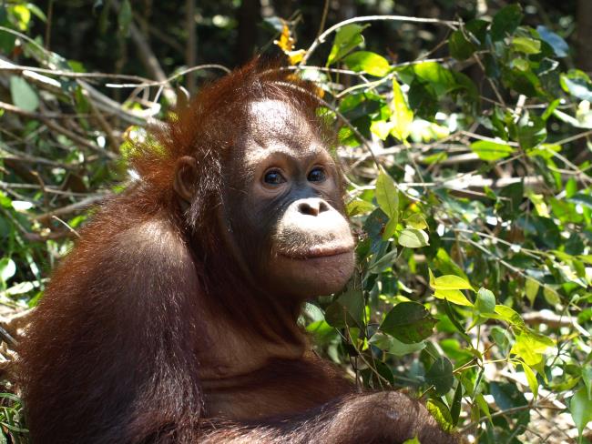 Images d'orangs-outans utilisés comme beau fond d'écran