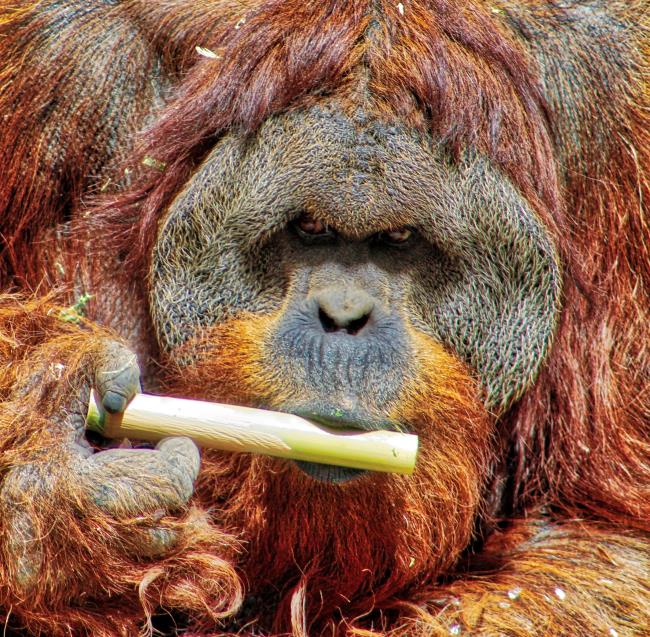 Images of orangutans used as a beautiful wallpaper