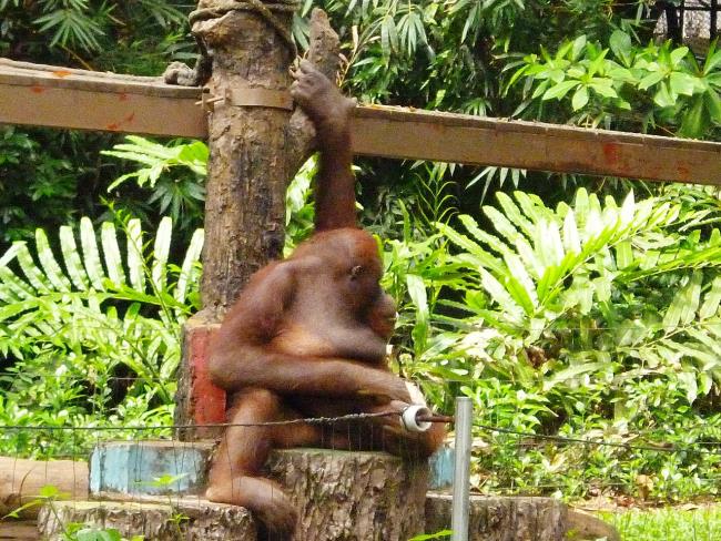 تصاویری از اورانگوتان ها که به عنوان تصویر زمینه زیبا استفاده می شوند