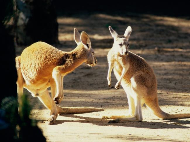 Collection of the most beautiful Kangaroo kangaroo images