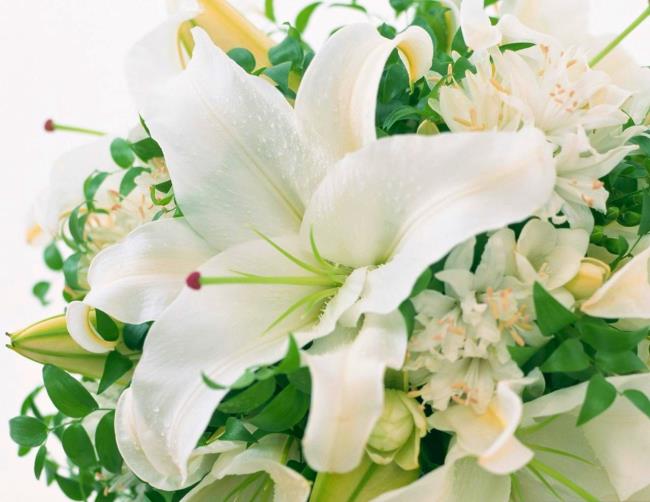 Summary of the most beautiful white lilies