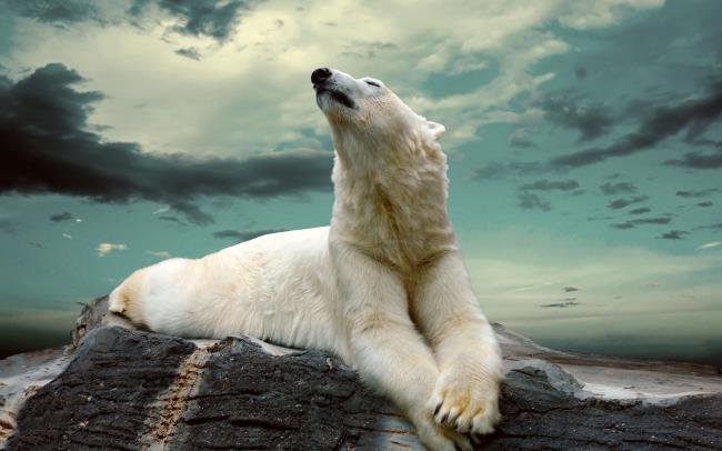 Image Polar Bear used as a beautiful wallpaper