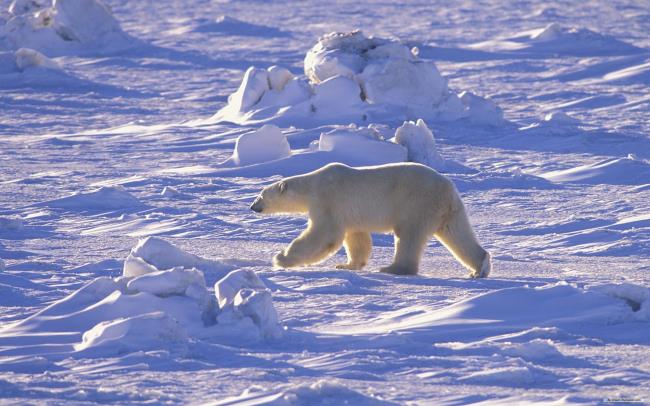 Imagem Urso polar usado como papel de parede bonito