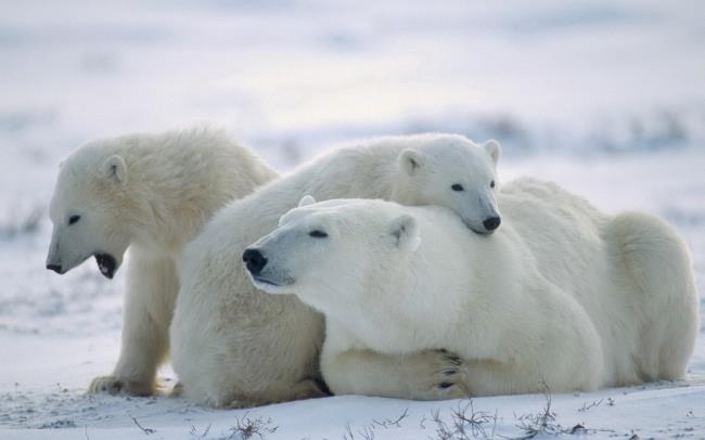 छवि ध्रुवीय भालू एक सुंदर वॉलपेपर के रूप में उपयोग किया जाता है
