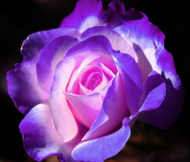 Collection des plus belles photos de roses violettes