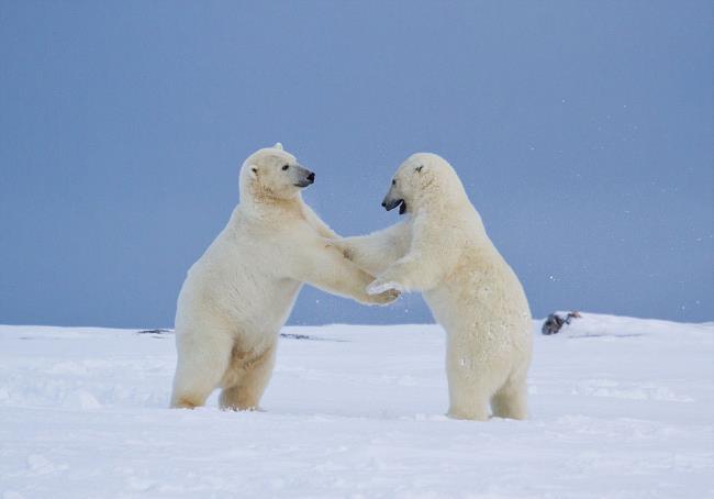 خرس قطبی تصویر به عنوان تصویر زمینه زیبا استفاده می شود