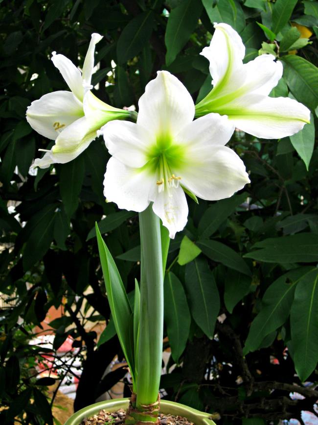 Сводка самых красивых белых лилий